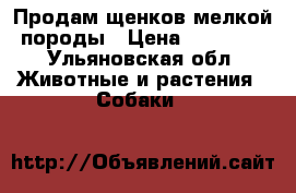 Продам щенков мелкой породы › Цена ­ 10 000 - Ульяновская обл. Животные и растения » Собаки   